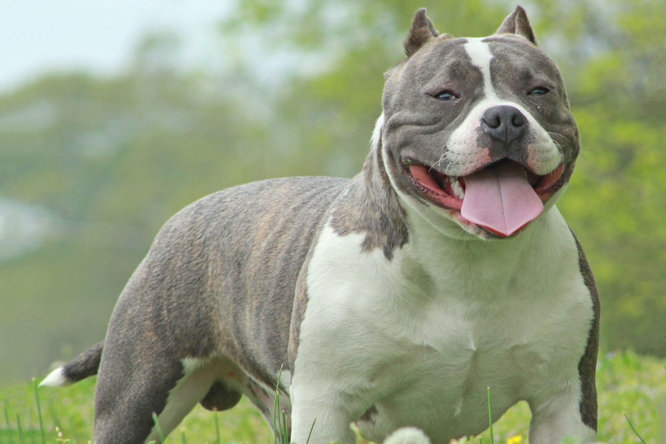 american pitbull pocket