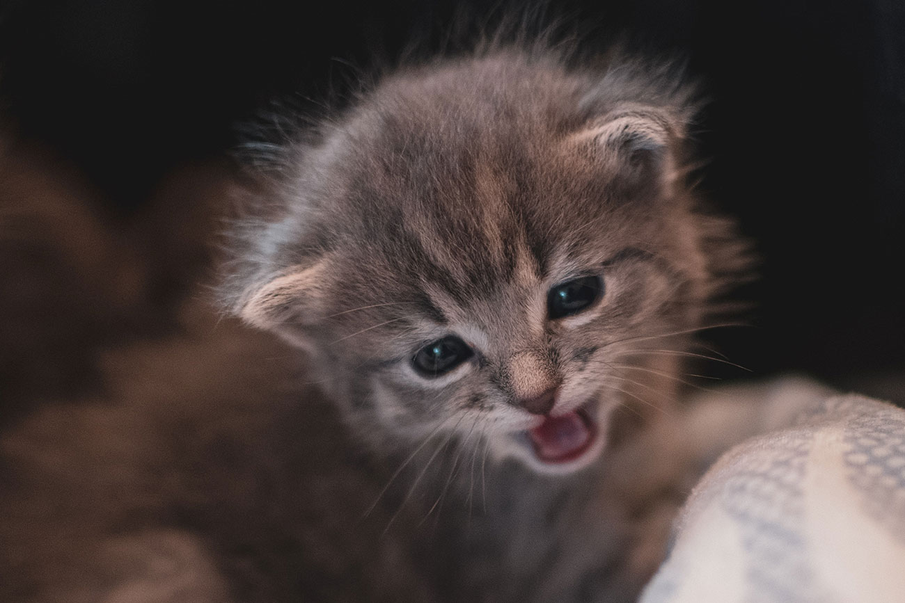 Котенок сахарок